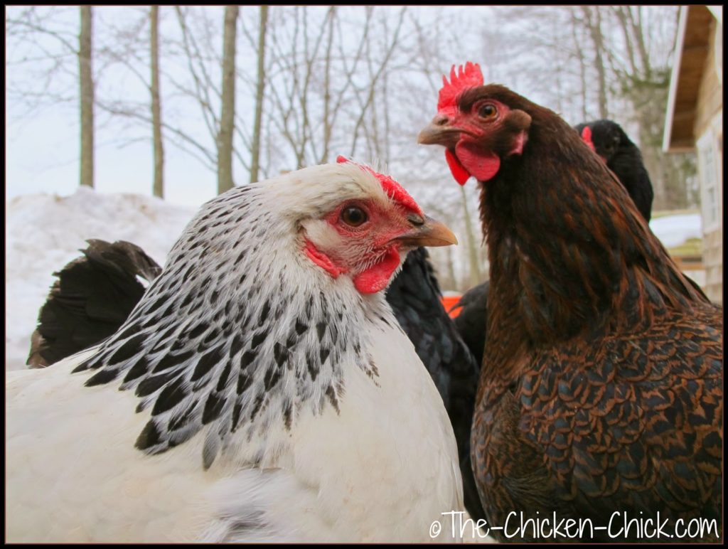 Lola, Columbian Wyandotte and a Partridge Plymouth rock chicken