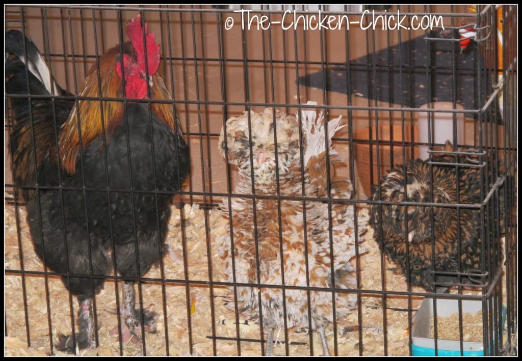 Blaze (Black Copper Marans rooster) has been in the infirmary while his frostbitten comb healed. Calista Flockheart & Ally McBeak (Tolbunt Polish Frizzle hens) shared the dog kennel with Blaze for a couple of weeks due to cabin-fever induced feather picking of their heads by flock members. 