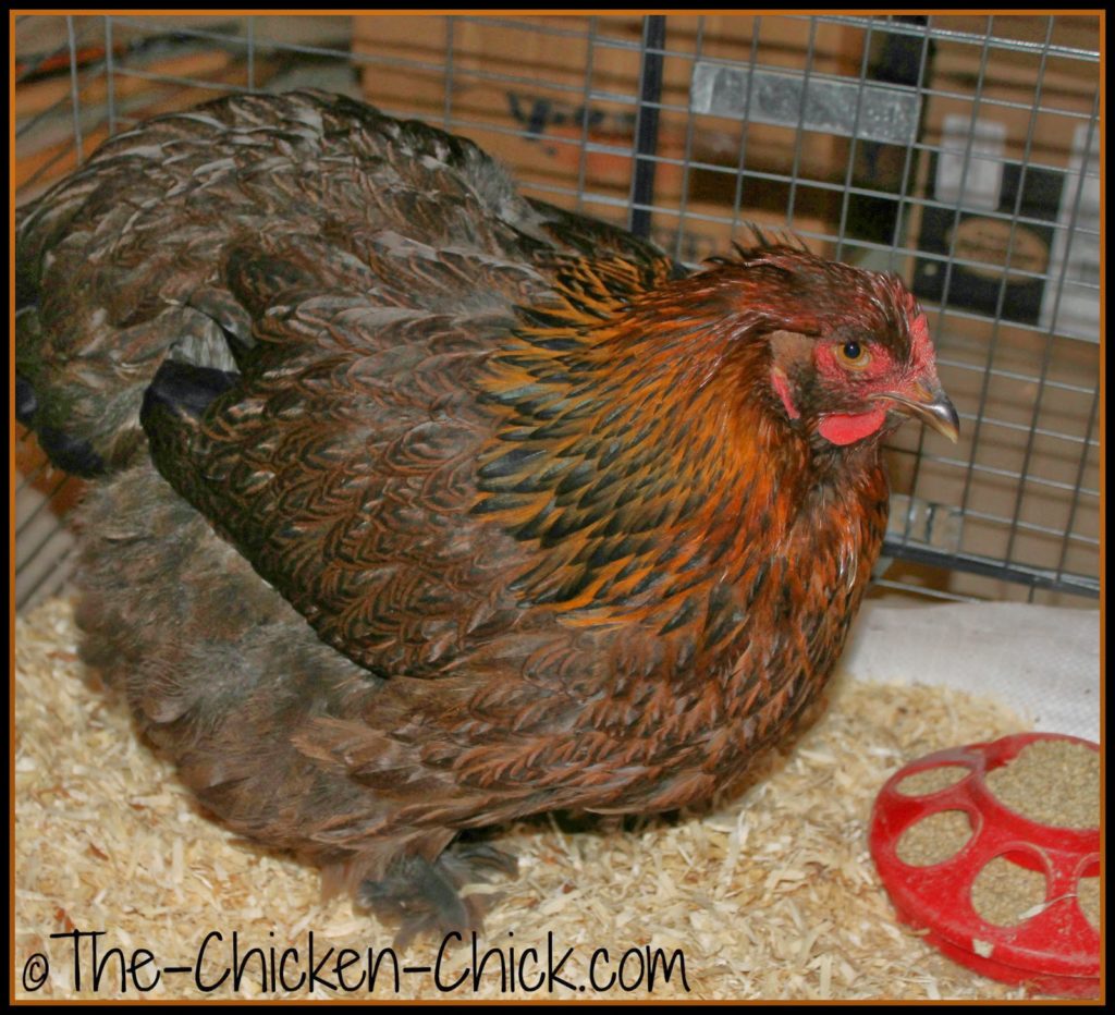 Bertha, the Partridge Cochin we bought at the Northeastern Poultry Congress in January was in quarantine. 