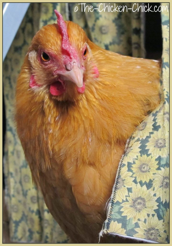 Buff Orpington pullet, going broody.
