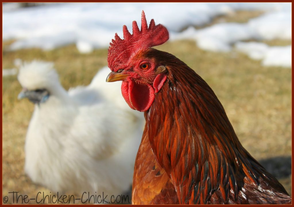 White Silkie and mixed breed rooster