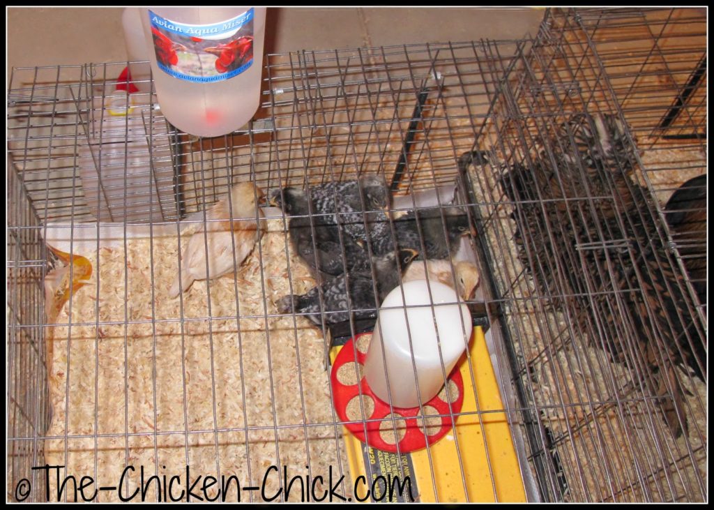 The 3 week old brooder chicks moved from my office to the basement recently and I had to put their feeder on the EcoGlow Warmer because they kept burying it in pine shavings. The 3 week old brooder chicks moved from my office to the basement recently and I had to put their feeder on the EcoGlow Warmer because they kept burying it in pine shavings. The 3 week old brooder chicks moved from my office to the basement recently and I had to put their feeder on the EcoGlow Warmer because they kept burying it in pine shavings.