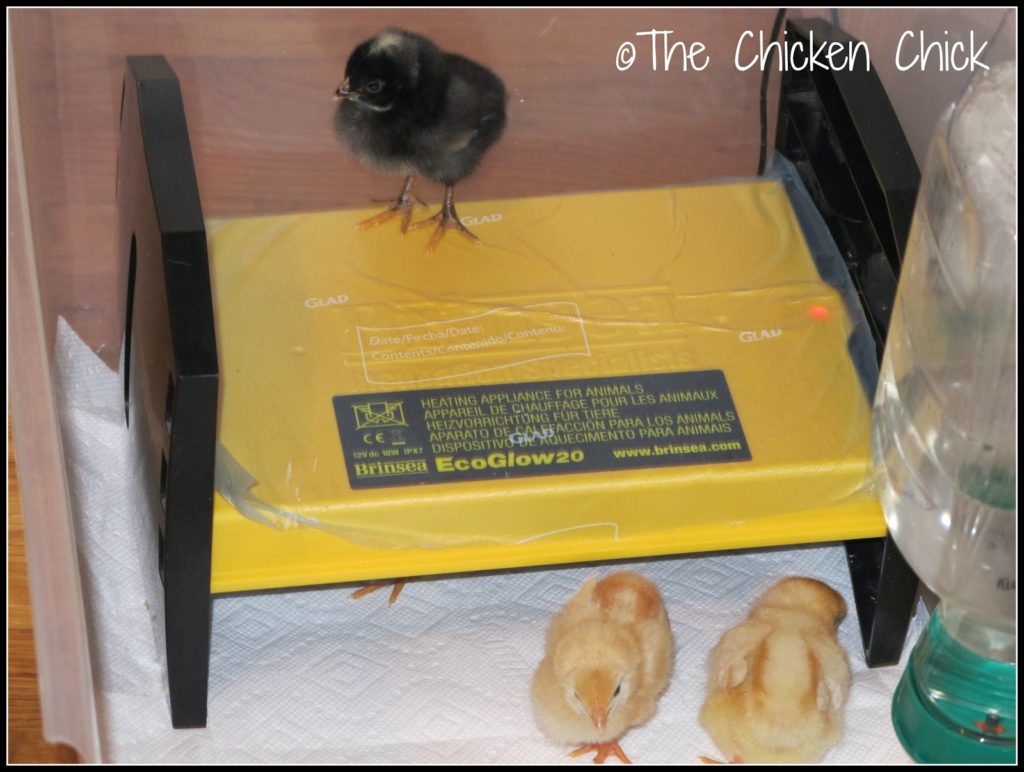 Three day old chicks on and under Brinsea EcoGlow Brooder