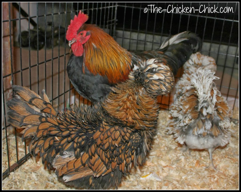 Marans rooster and Tolbunt Polish Frizzle hens