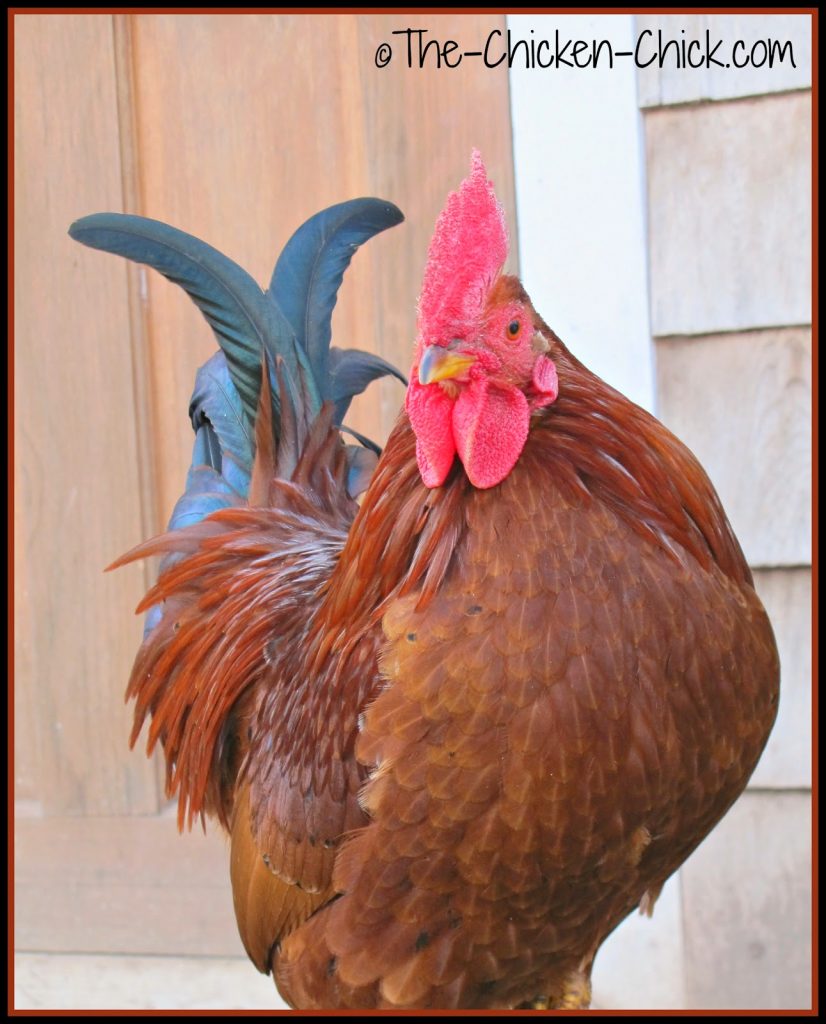 Spartacus, a mixed breed rooster.