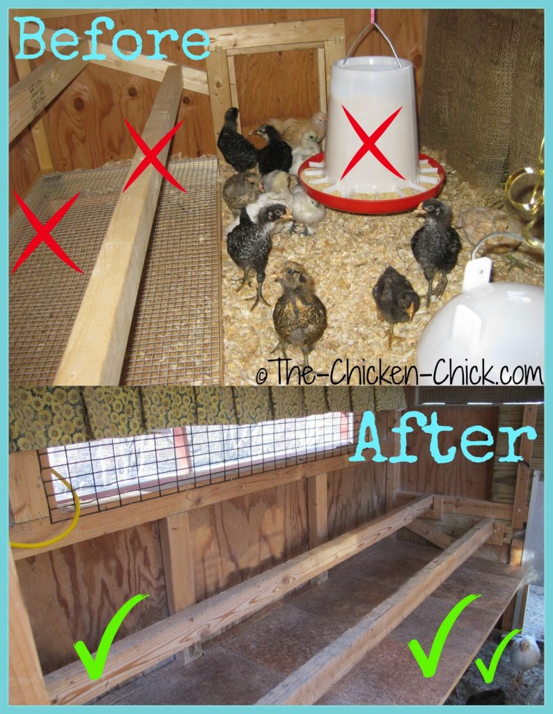 Inside Chicken Coop Roost