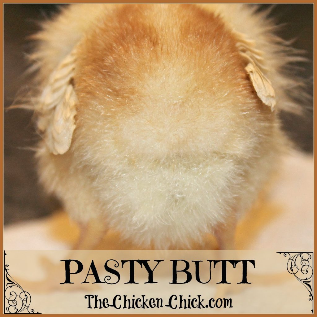 Pasty Butt in Baby Chicks Causes Treatment and Prevention