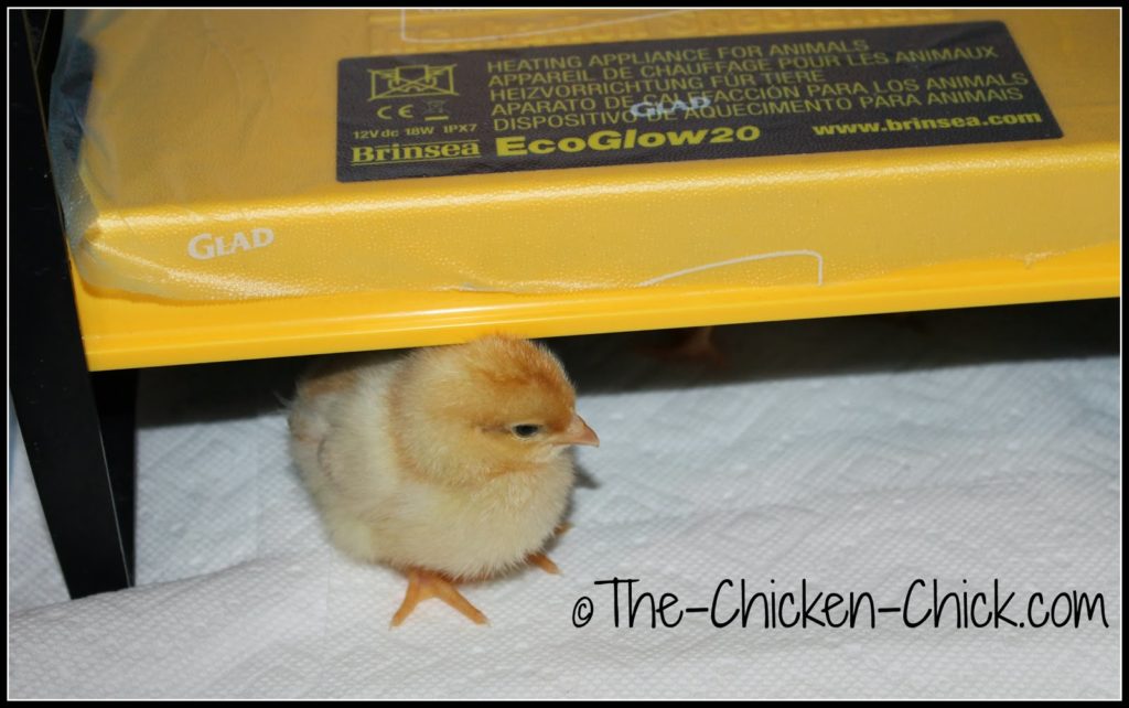 Brinsea EcoGlow Brooder keeps chicks warm without overheating them.