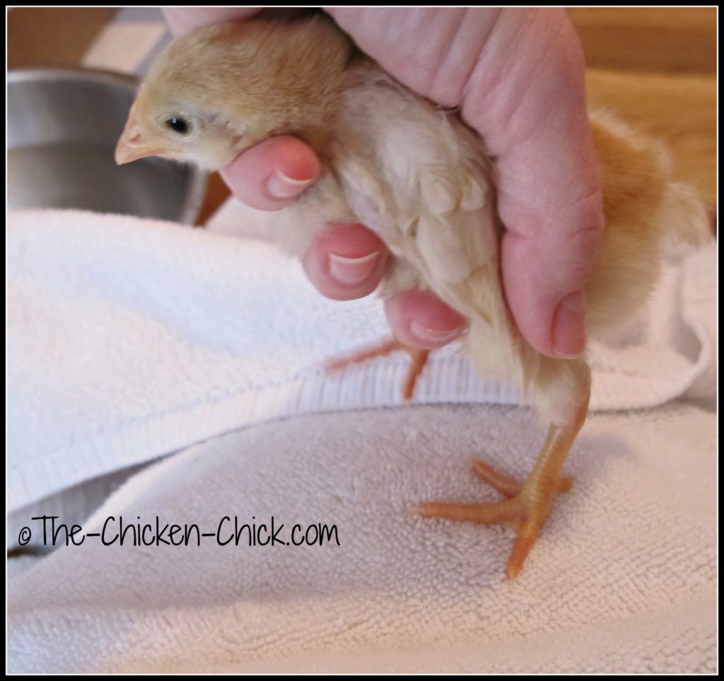 Gently remove softened droppings being careful not to pull as the skin can tear. Towel dry.