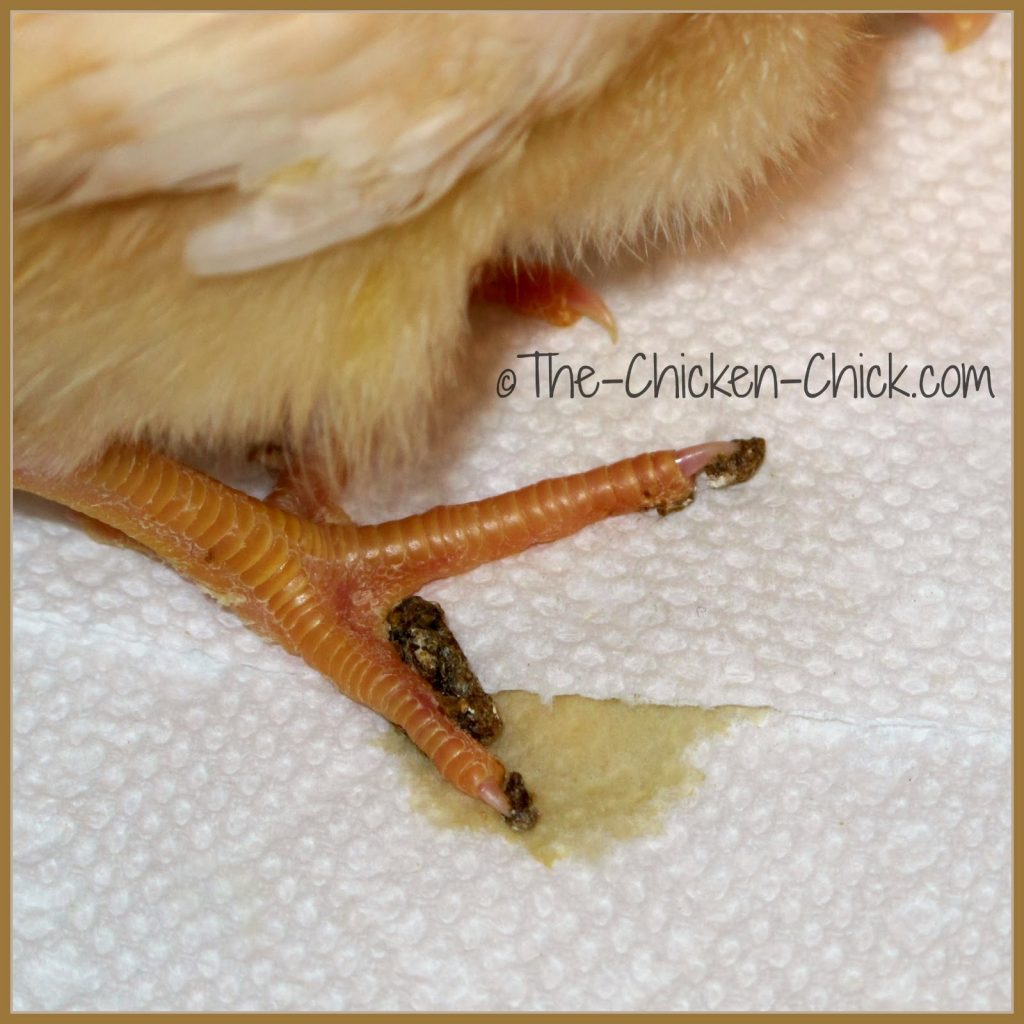 The bones and muscles of a baby chick are flexible initially and manure balls that are allowed to remain in place can cause the toes and feet to permanently setin awkward positions, causing difficulties with normal roosting and scratching later in life.