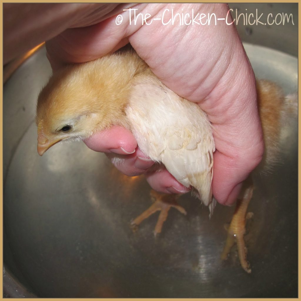 Fill a small basin with lukewarm water. While holding the chick as shown, hold the chick's feet in the water to soften the droppings.