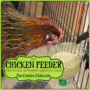 Diy Chicken Feeder For Brooder Infirmary Or Maternity Ward The