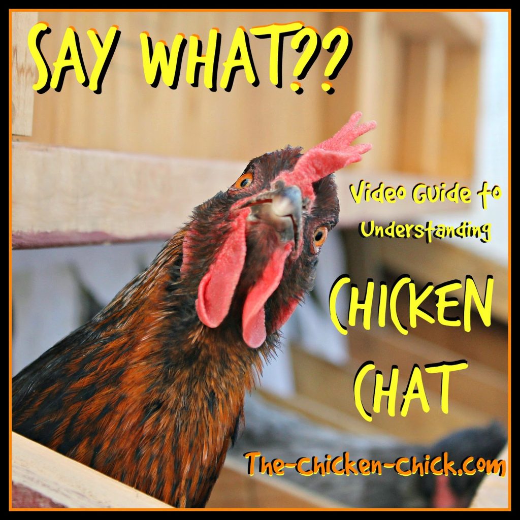 Chickens have a language all their own and while we may not understand it at first, by paying attention and tuning into our chickens we can understand a good deal of what they are trying to communicate.