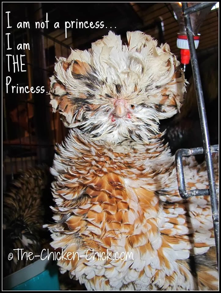 Tolbunt Polish Frizzle hen. I am not a princess, I am THE Princess. (Tolbunt Polish Frizzle hen)