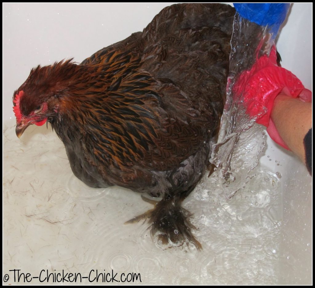 Partridge Cochin hen getting a bath