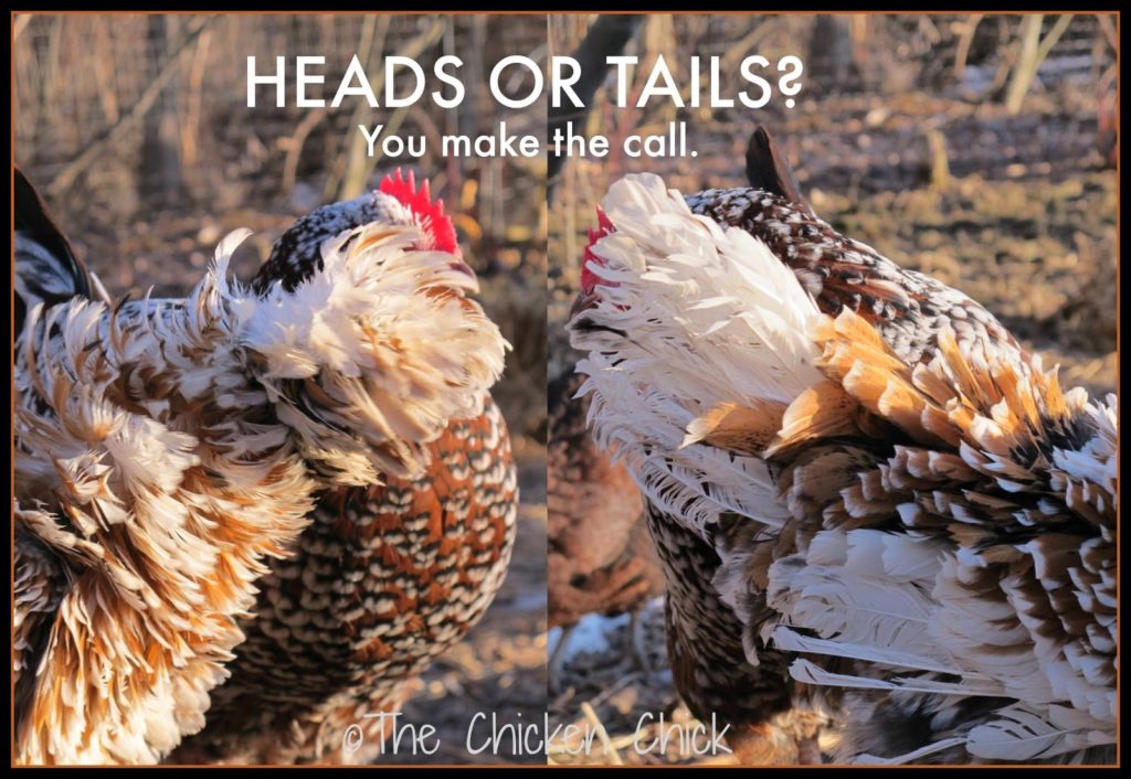 Heads or tails? You make the call.