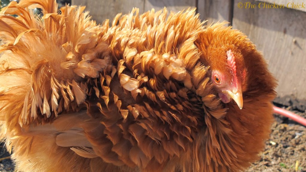  Frizzled feathers provide less protection from the cold than smooth feathers as it is difficult to trap warm air against their bodies with backwards-facing feathers.