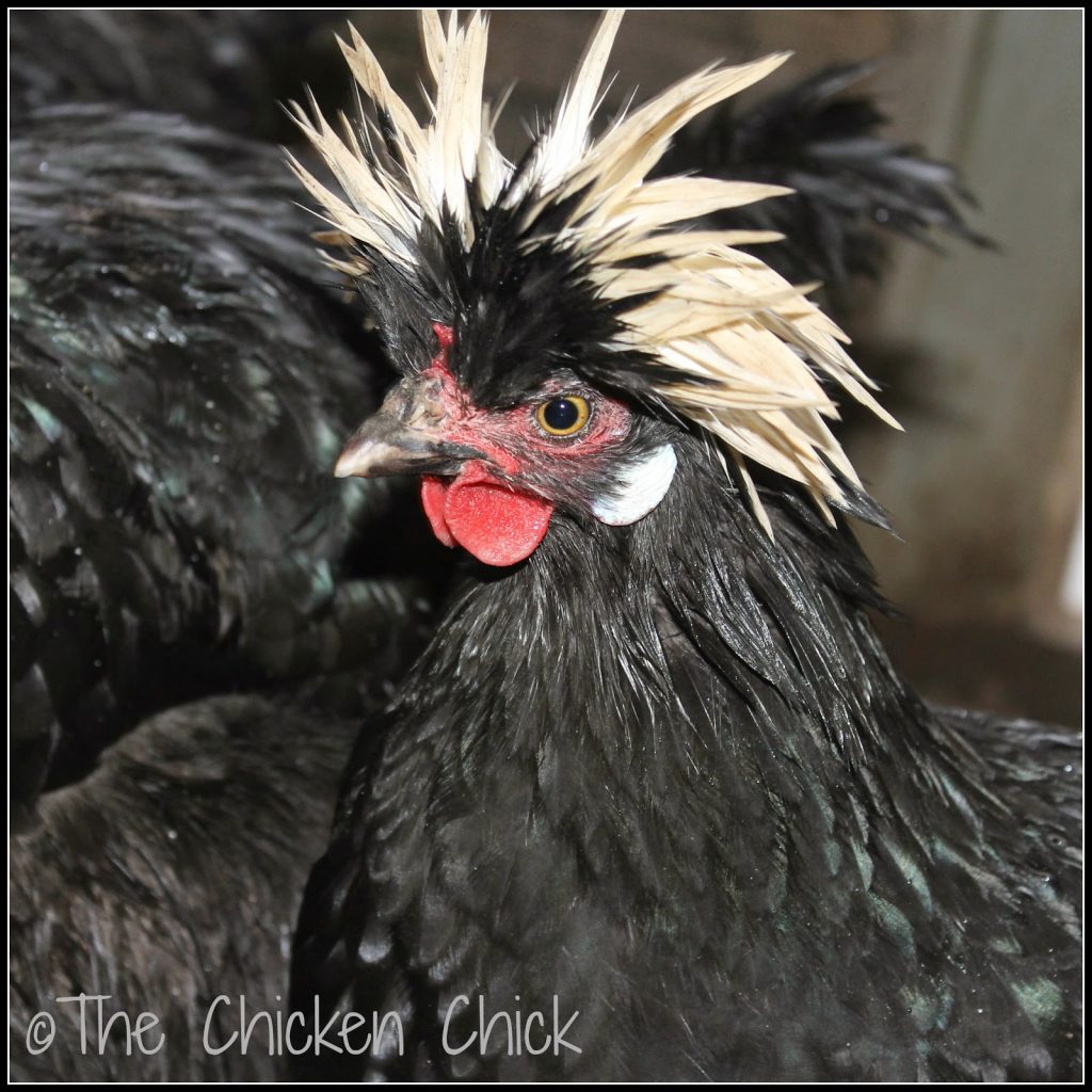 White Crested Black Polish hen
