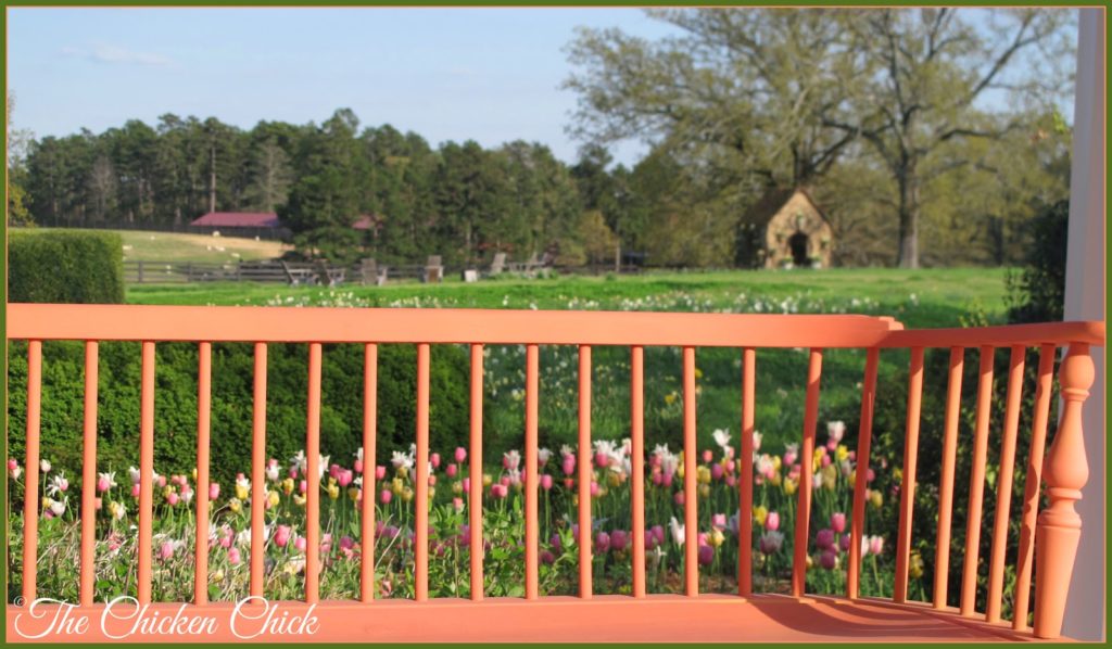 This view is from the porch of the Garden home, looking out over the sheep pasture, the waterfowl park and Poultryville (the red roofed structure in the distance).