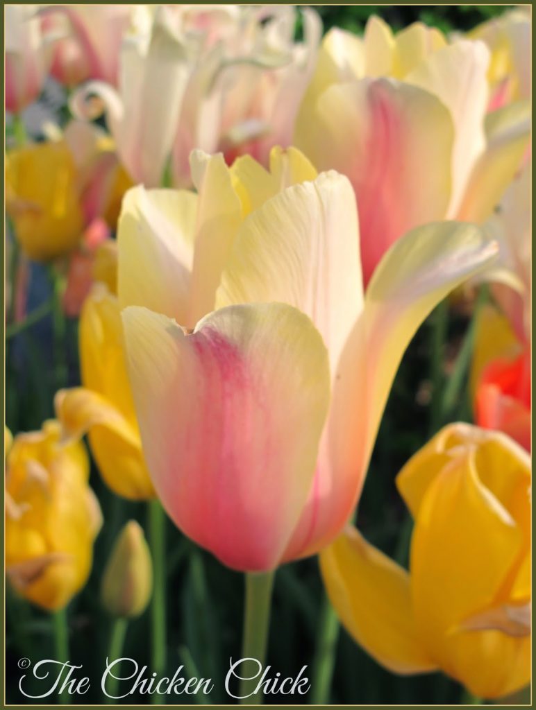 As I was photographing some of these tulips, Allen commented to me half apologetically that they were past their prime. The grey frozen tundra from which I had just flown would gladly have been brightened up by this color palette- past prime or not!