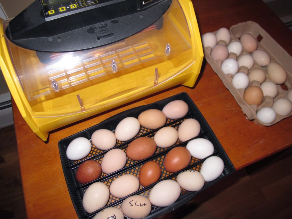 These hatching eggs were gifts from P. Allen Smith from his heritage breed pens.