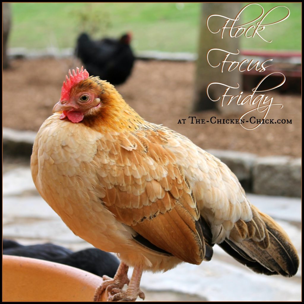 Flock Focus Friday with The Chicken Chick 4-25-14