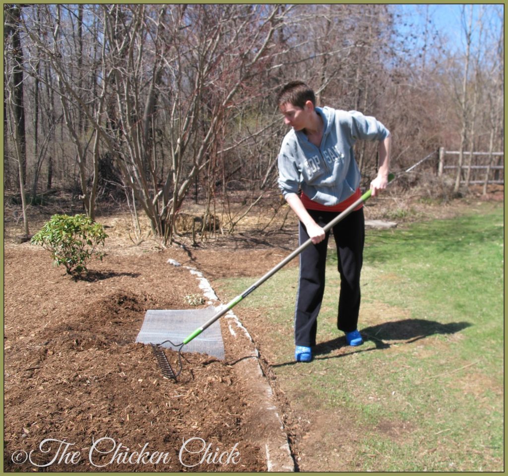 Rake mulch on top of hardware cloth to keep chickens out of certain flower beds.