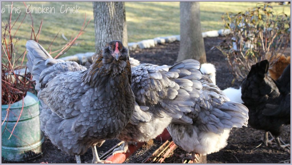 Olive Egger hen and Blue Ameraucana chickens