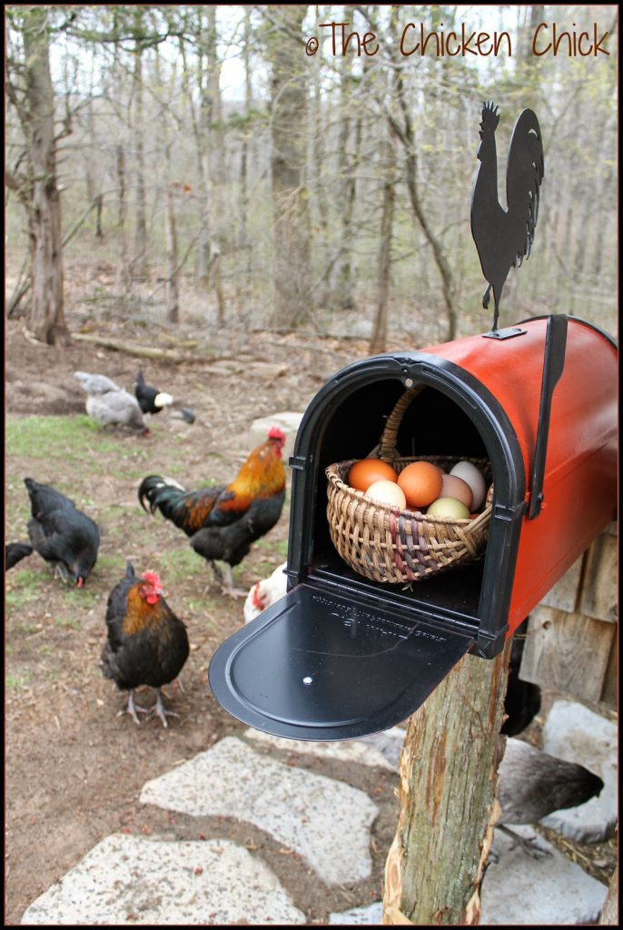 Chicken Coop mailbox.