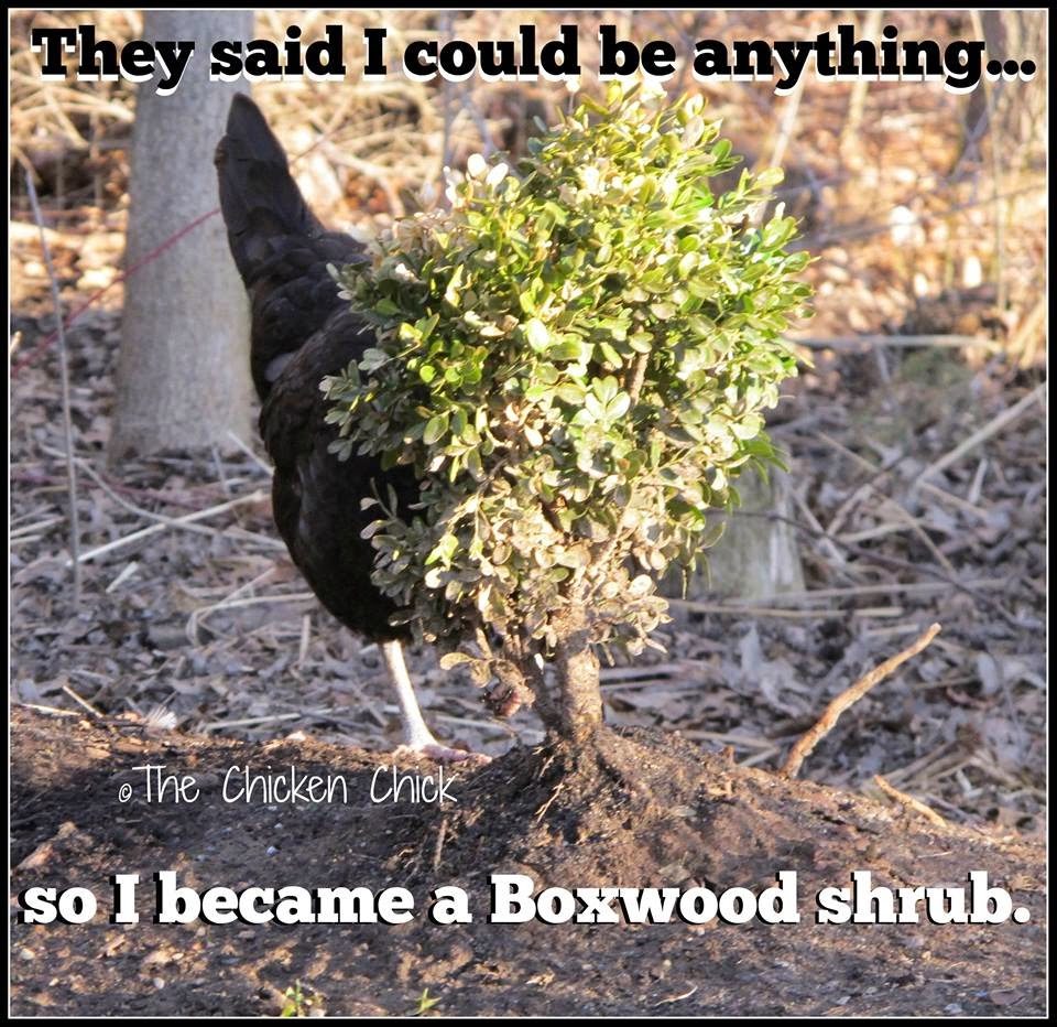 They said I could be anything...so I became a Boxwood shrub.