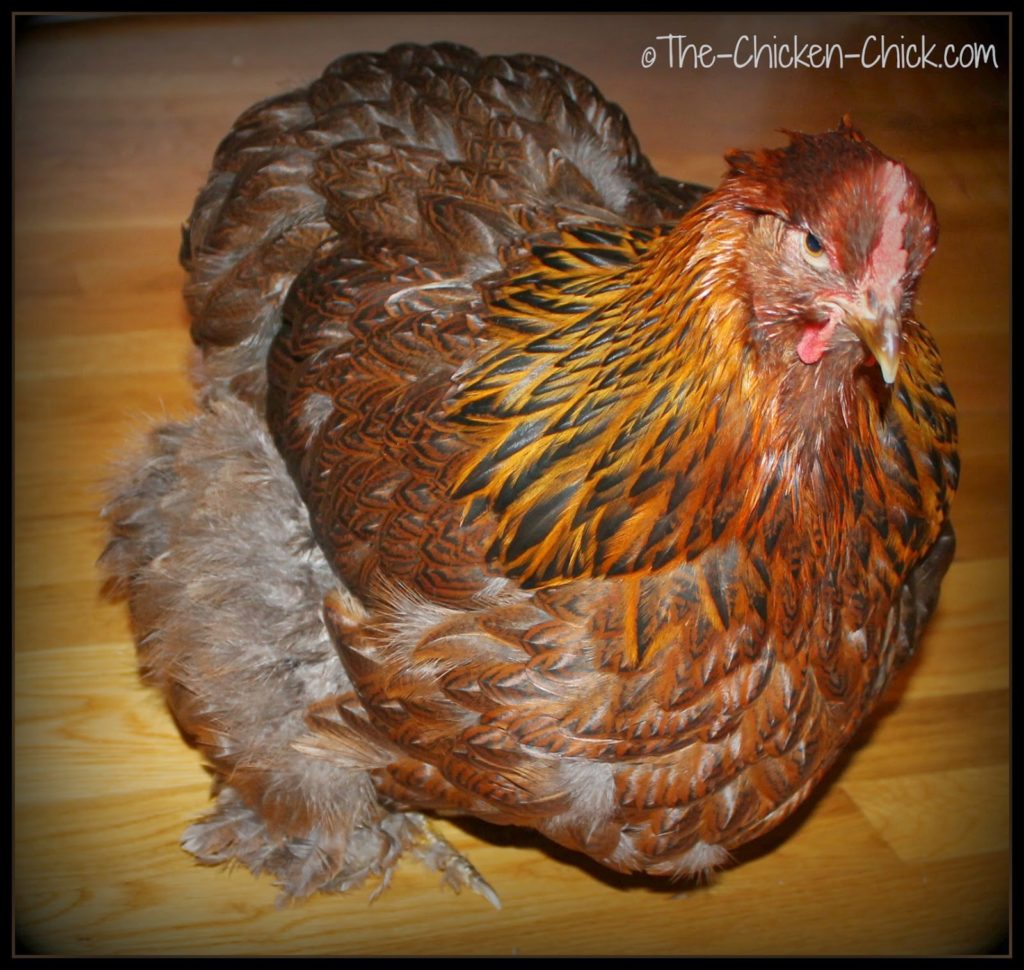 Bertha is a large fowl Cochin with smooth feathers.