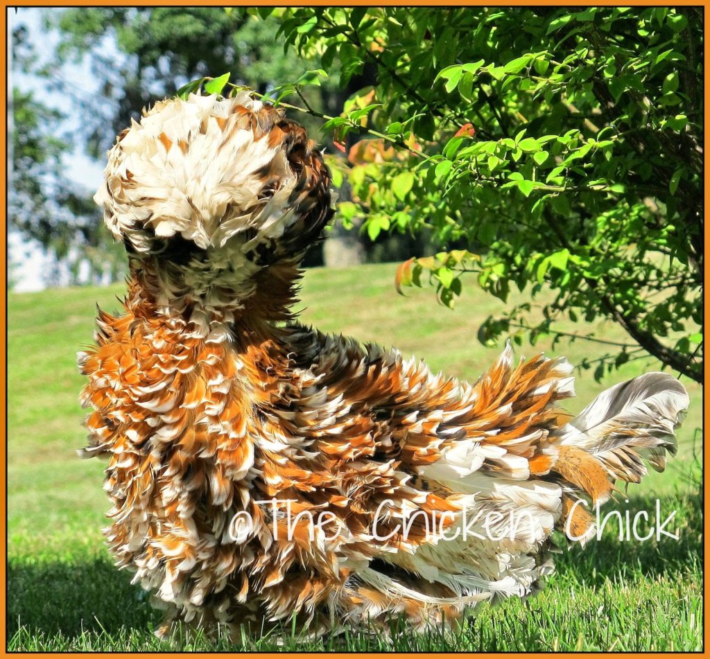frizzled polish pullet
