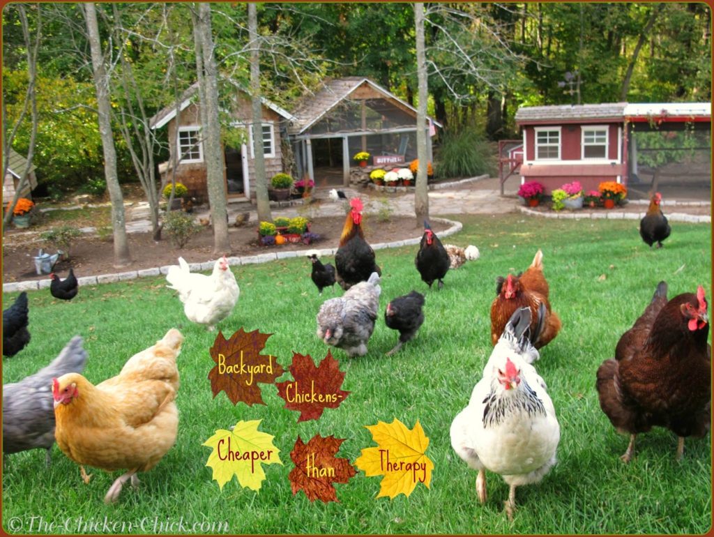 Backyard Chickens- Cheaper than therapy.