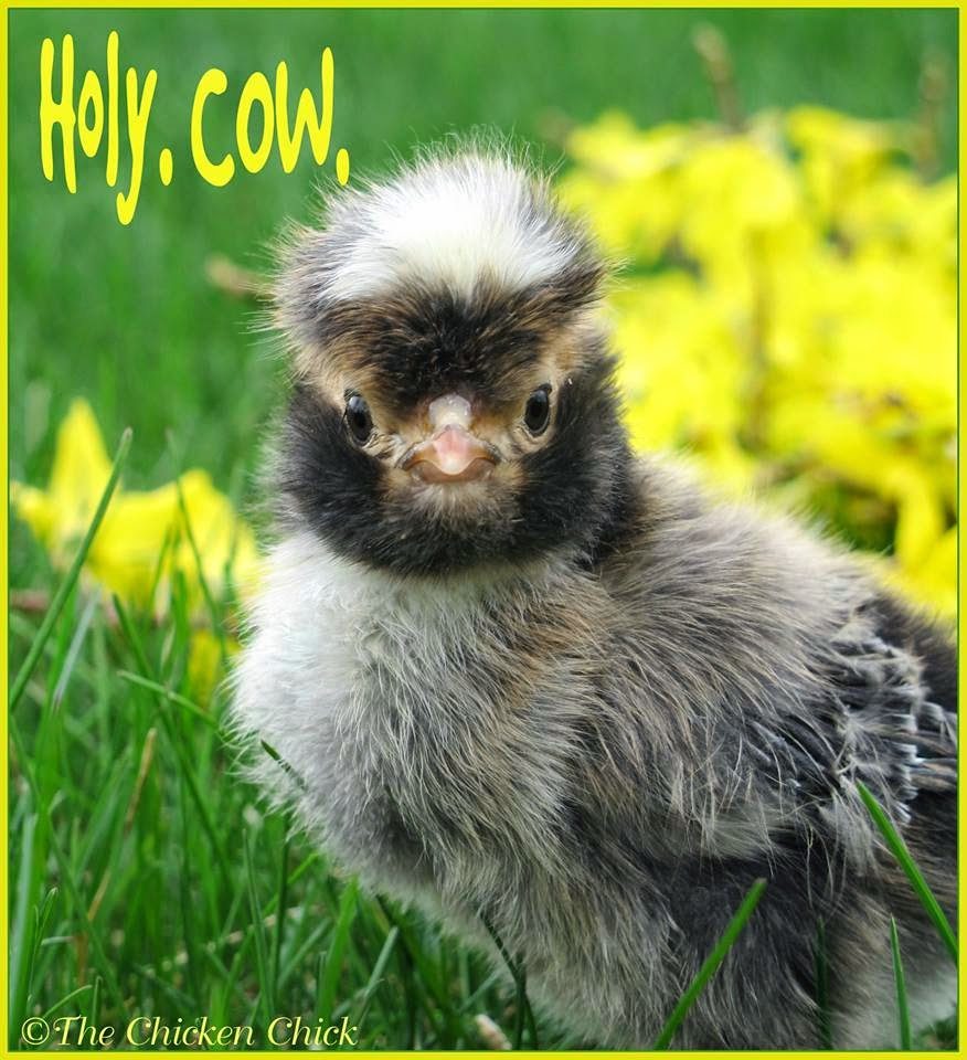 Holy. Cow. chick