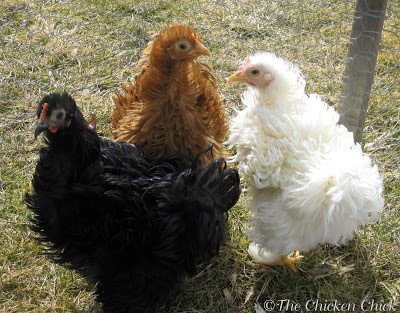 Rachel and her hatch mates and friends, Monica (black) and Phoebe (white) above are bantam Cochins with frizzled feathers. 