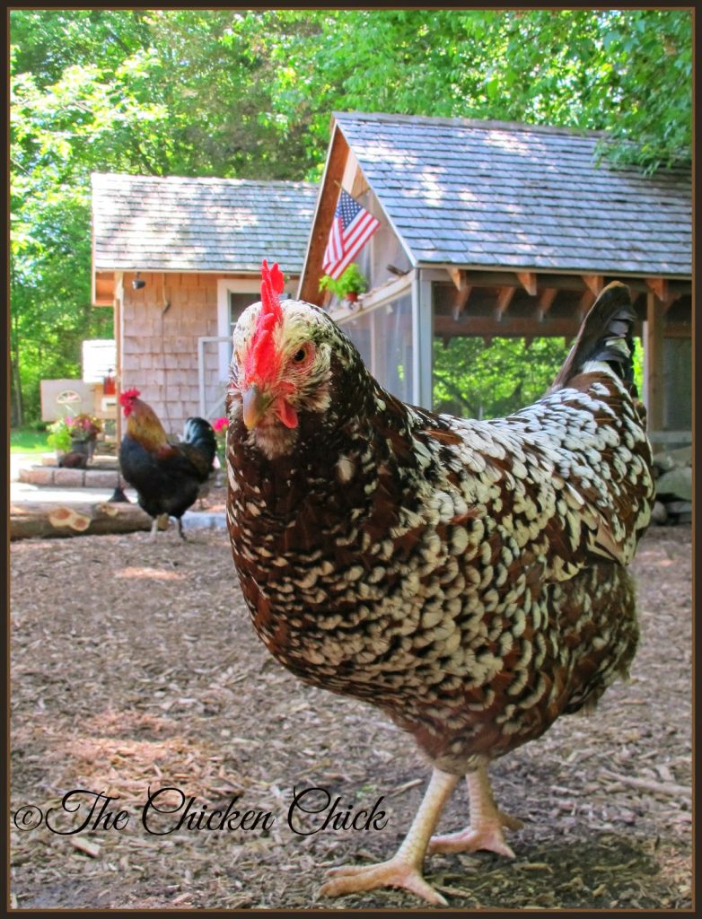 Speckled Sussex hen.