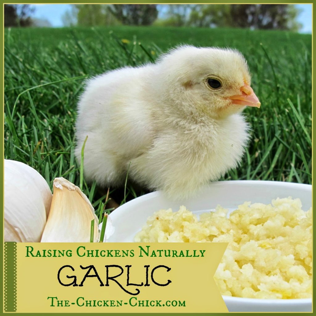 Raising Chickens Naturally Garlic With Herbalist Susan Burek The Chicken Chick