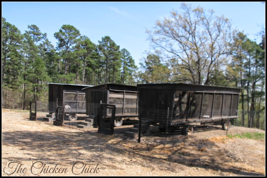 Chicken tractors, formerly cotton trailers, were the chickens' accommodations prior to construction of the chicken barn at P Allen Smith's Moss Mountain Farm