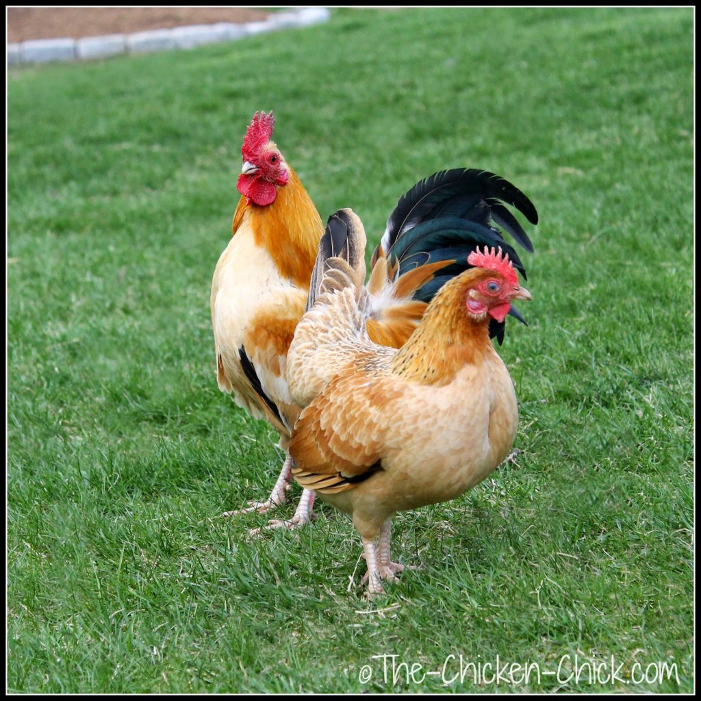 Flock Focus Friday, 5/2/14 | The Chicken Chick®