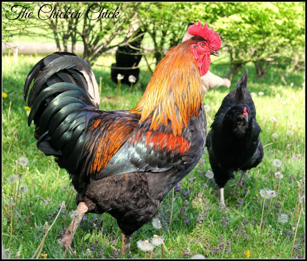 Blaze, Black Copper Marans rooster with an Olive Egger hen.