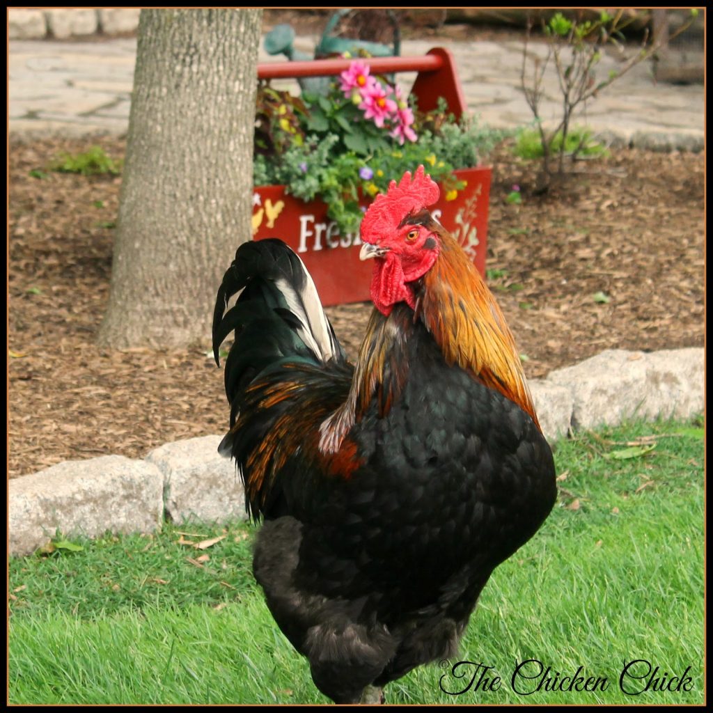 Black Copper Marans rooster.