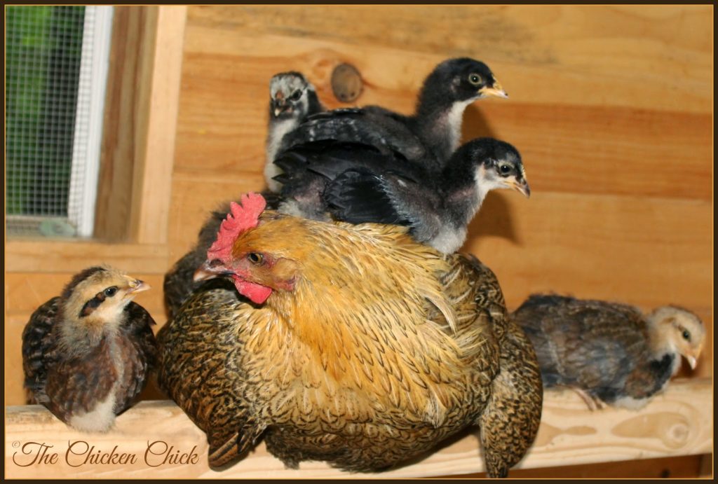 Marans hen and chicks