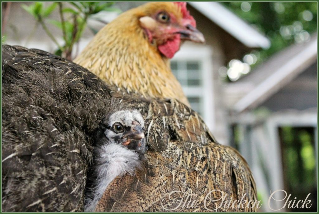 Marans hen with adopted chick.