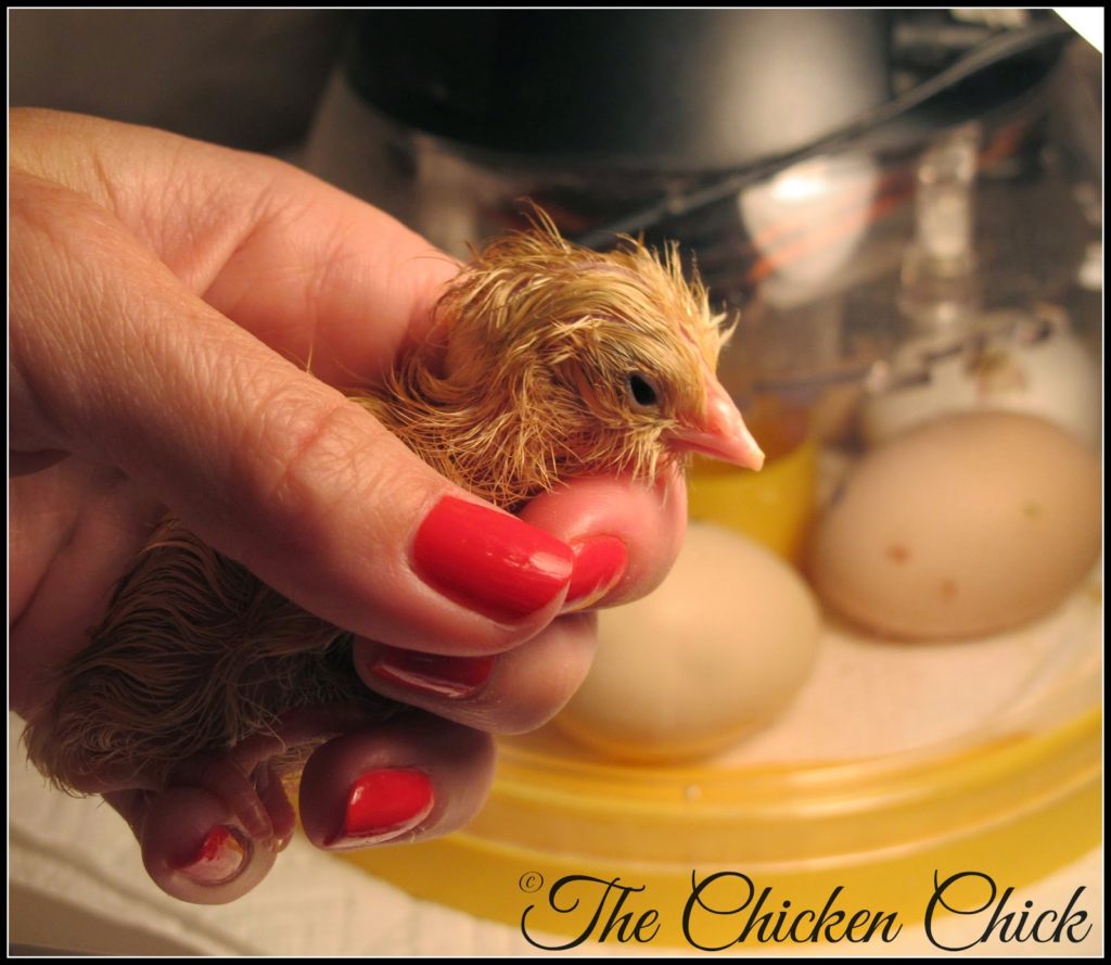 Moving to the brooder from the incubator