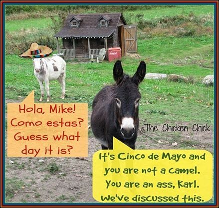 Cinco de Mayo donkeys.
