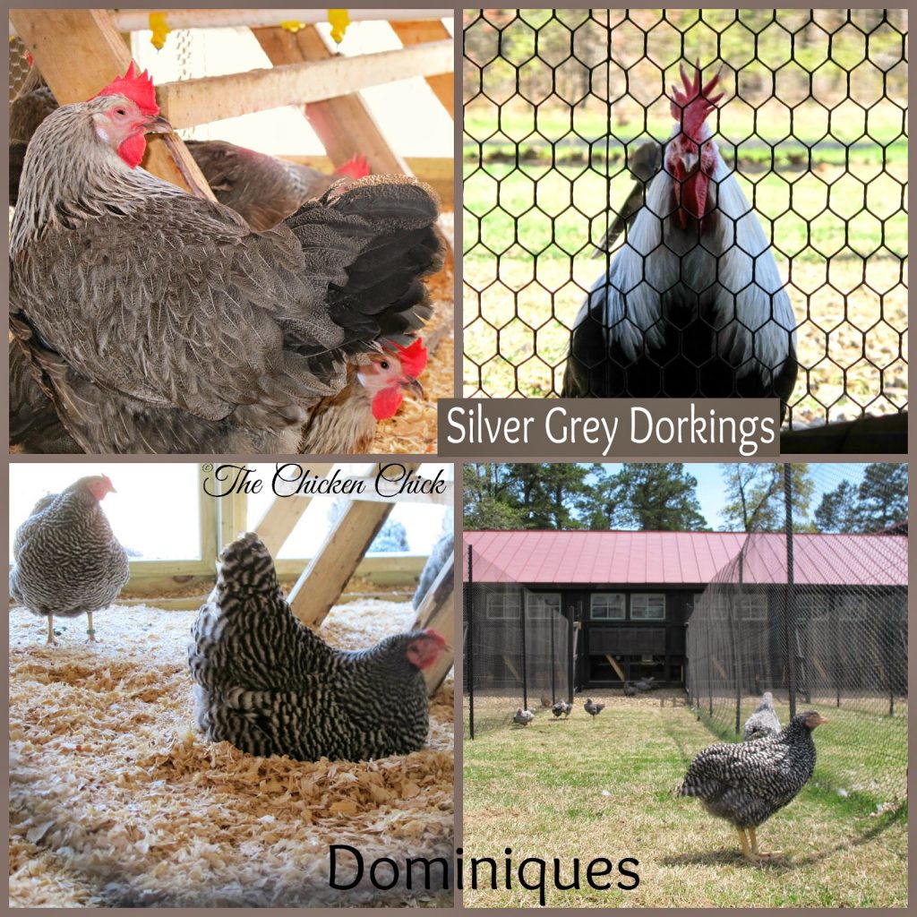 Silver Grey Dorking chickens and Dominique chickens in Poultryville