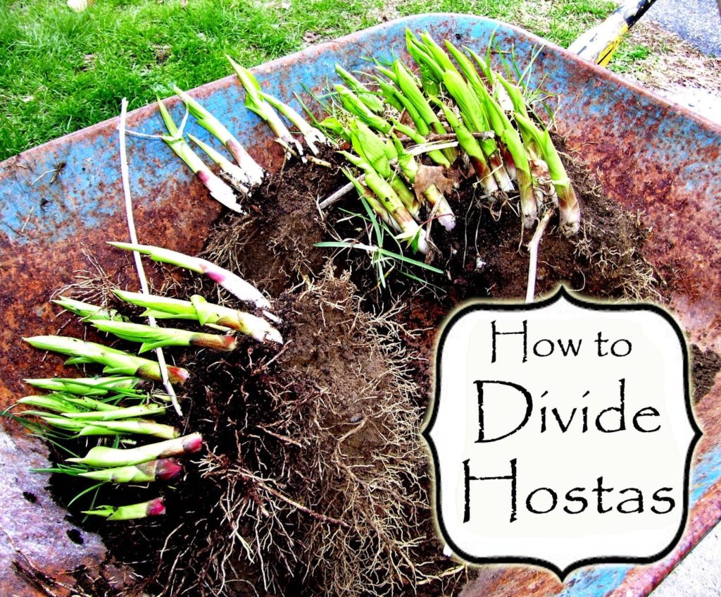 Clever Chicks Blog Hop #87 with a Chicken Fountain Giveaway! How to Divide Hostas, shared by Katie's Farm