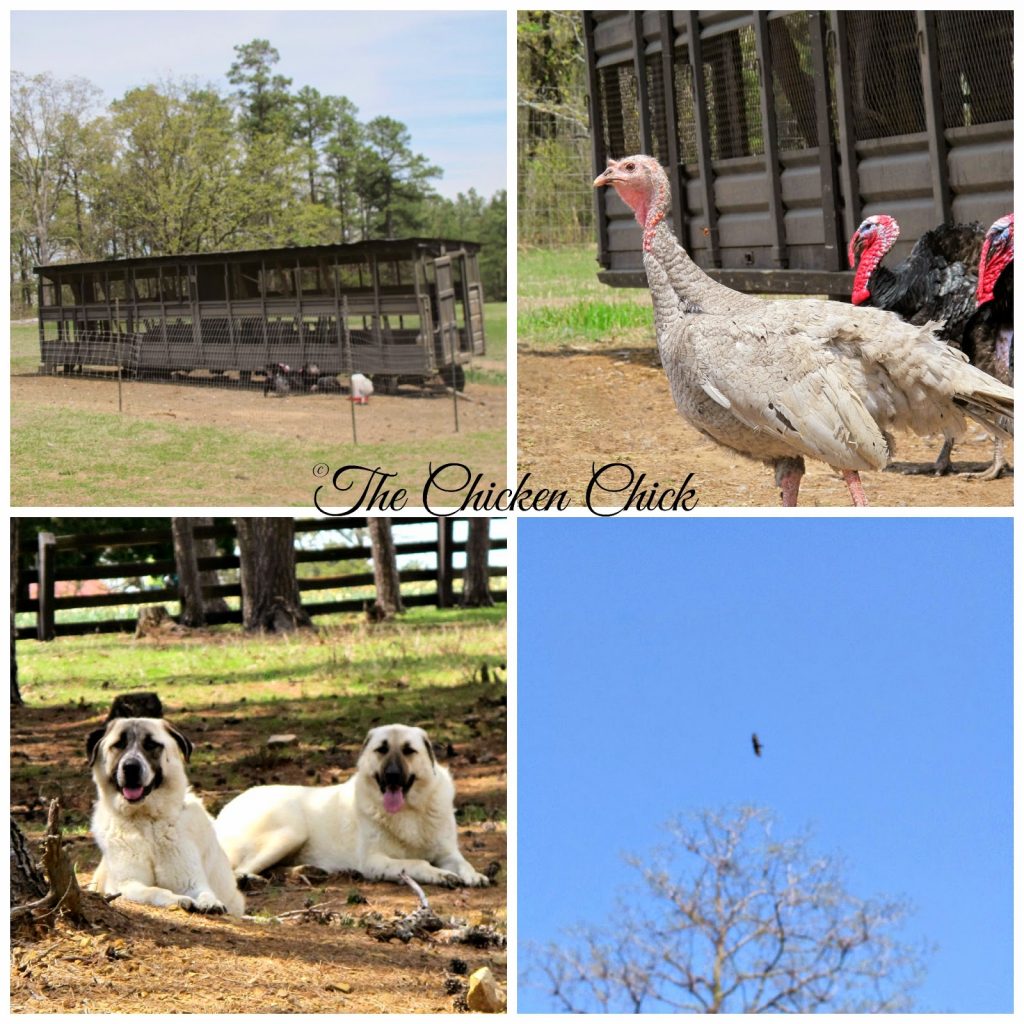 The turkey trailer, Anatolian Shepherds, turkeys and a raptor looking for lunch at P Allen Smith's Moss Mountain Farm