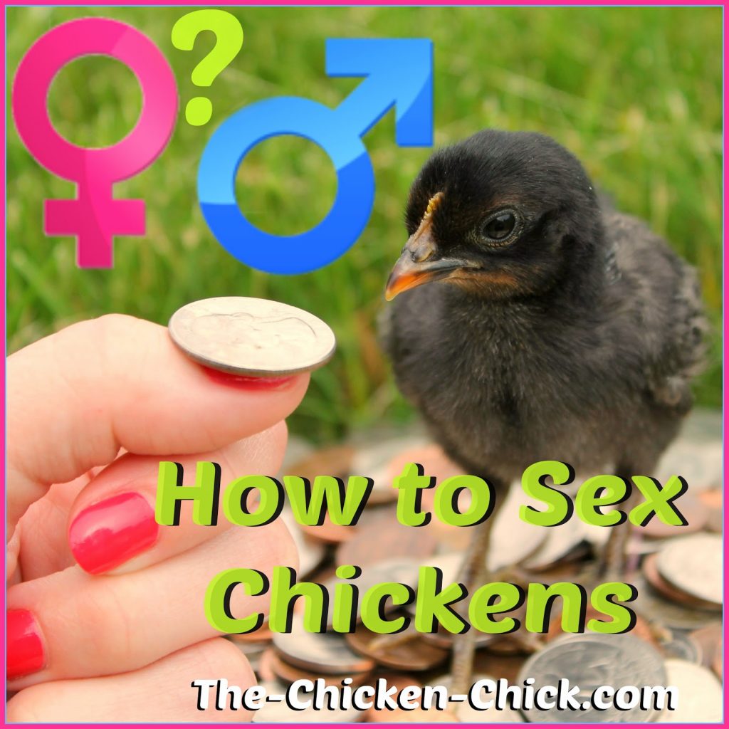 How to Sex Chickens How to tell Male or Female, Hen or Rooster afbeelding