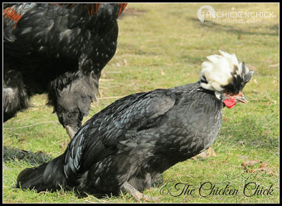 The submissive squat is the posture I refer to when a chicken crouches down, spreads its wings to the side for balance and lowers its tail. This is the stance a hen assumes when they have reached sexual maturity and are approached by a rooster for mating. If you haven't identified your chicken as a pullet by the age of five months or so, the submissive squat is a sure sign that your chicken is female and is going to lay an egg within a week or so! 
